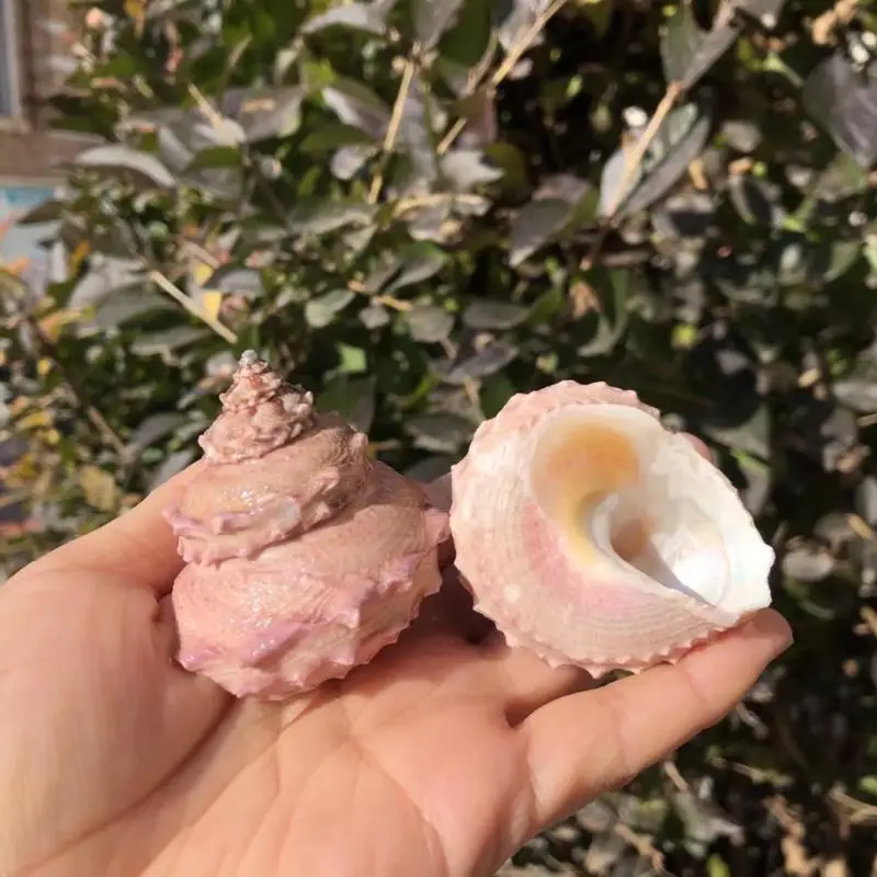 1 шт. сменный рулон раковина для рыбы |