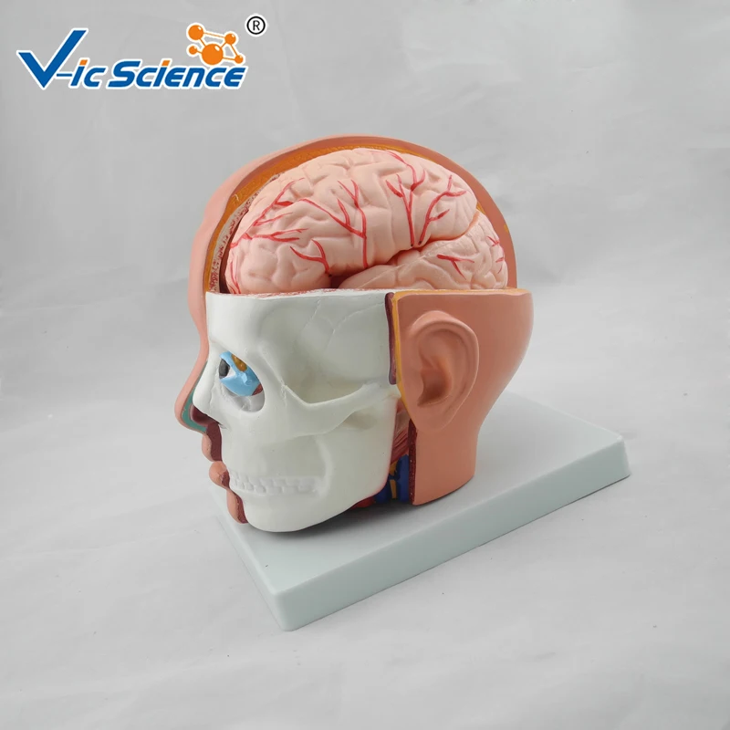 Развивающая медицинская анатомическая голова из ПВХ для обучения студентов -
