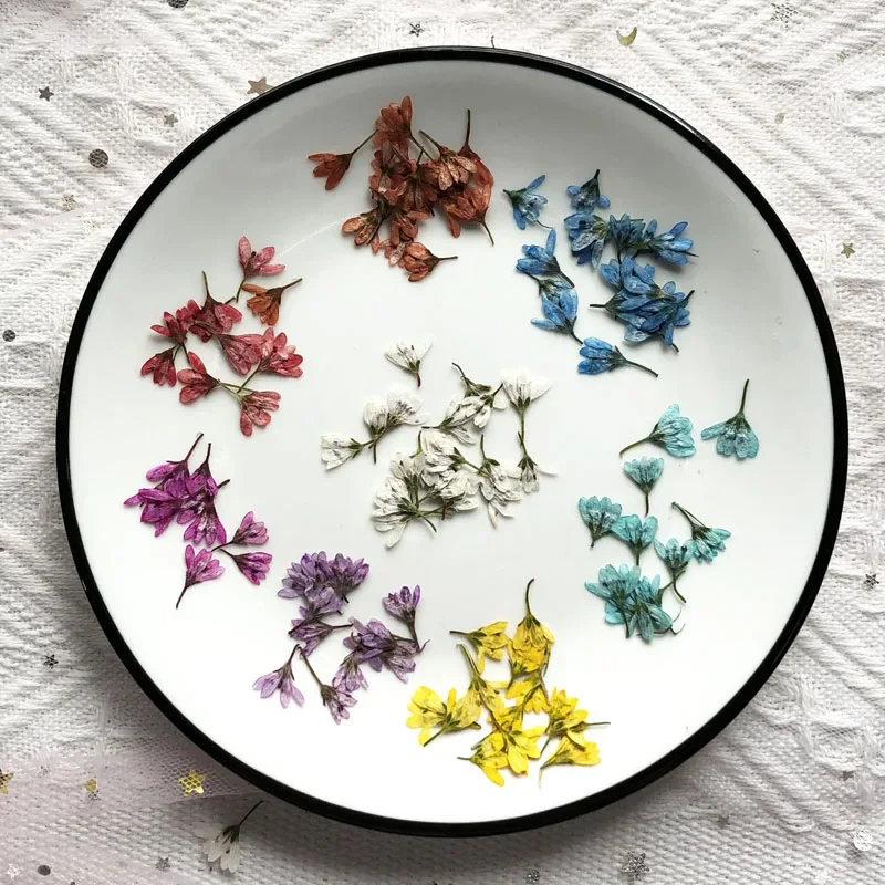 100X сухая прессованная Lysimachia Barystachys Bunge цветок гербарий из растений для ювелирных изделий открытка с пригласительным билетом альбом для скрапбукинга DIY александр николаевич бубенников гербарий рани стихи