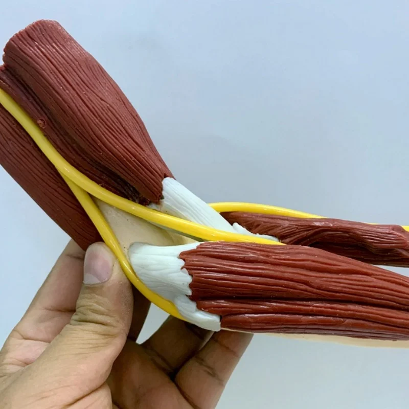 1:1 модель связки мышц кости руки модели локтевого сустава