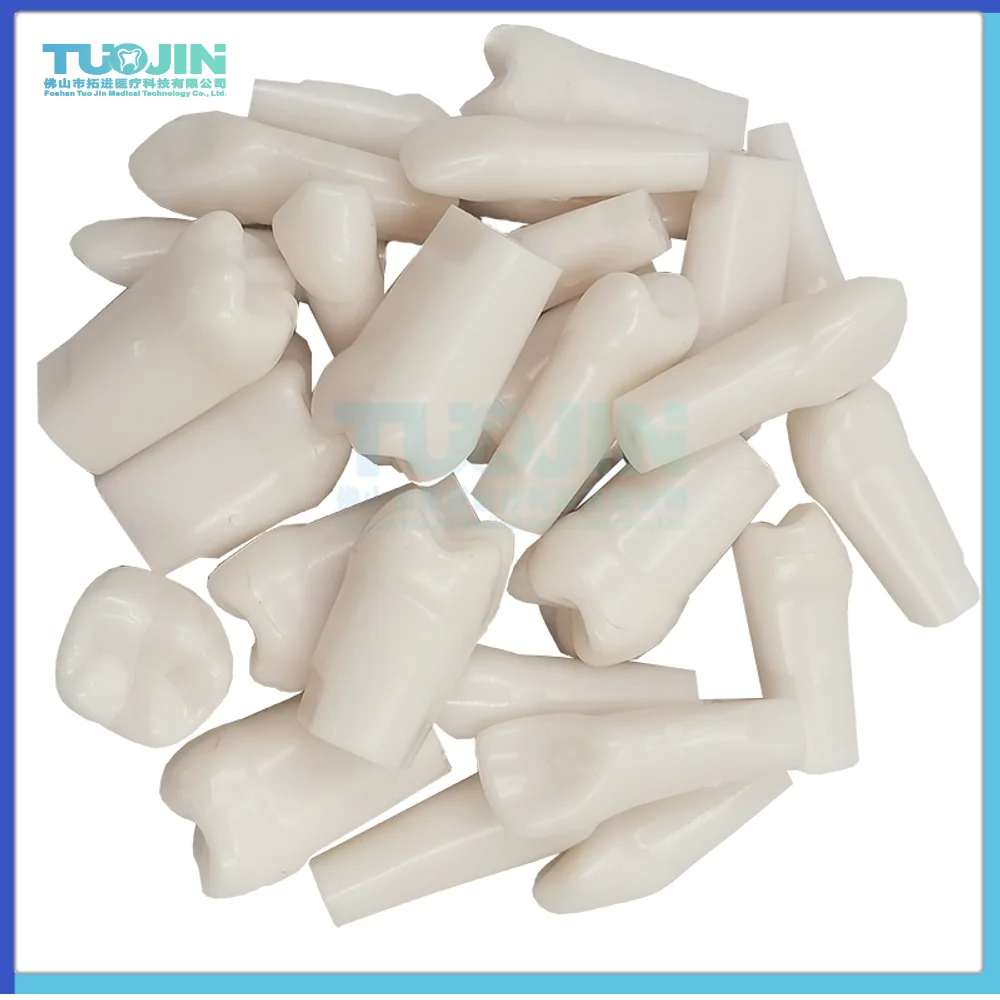 

Free Shipping10PCS Compatible 500HGSF Dental Resin Tooth Plastic Replacement Teeth Model For Dentist Study Training Tools