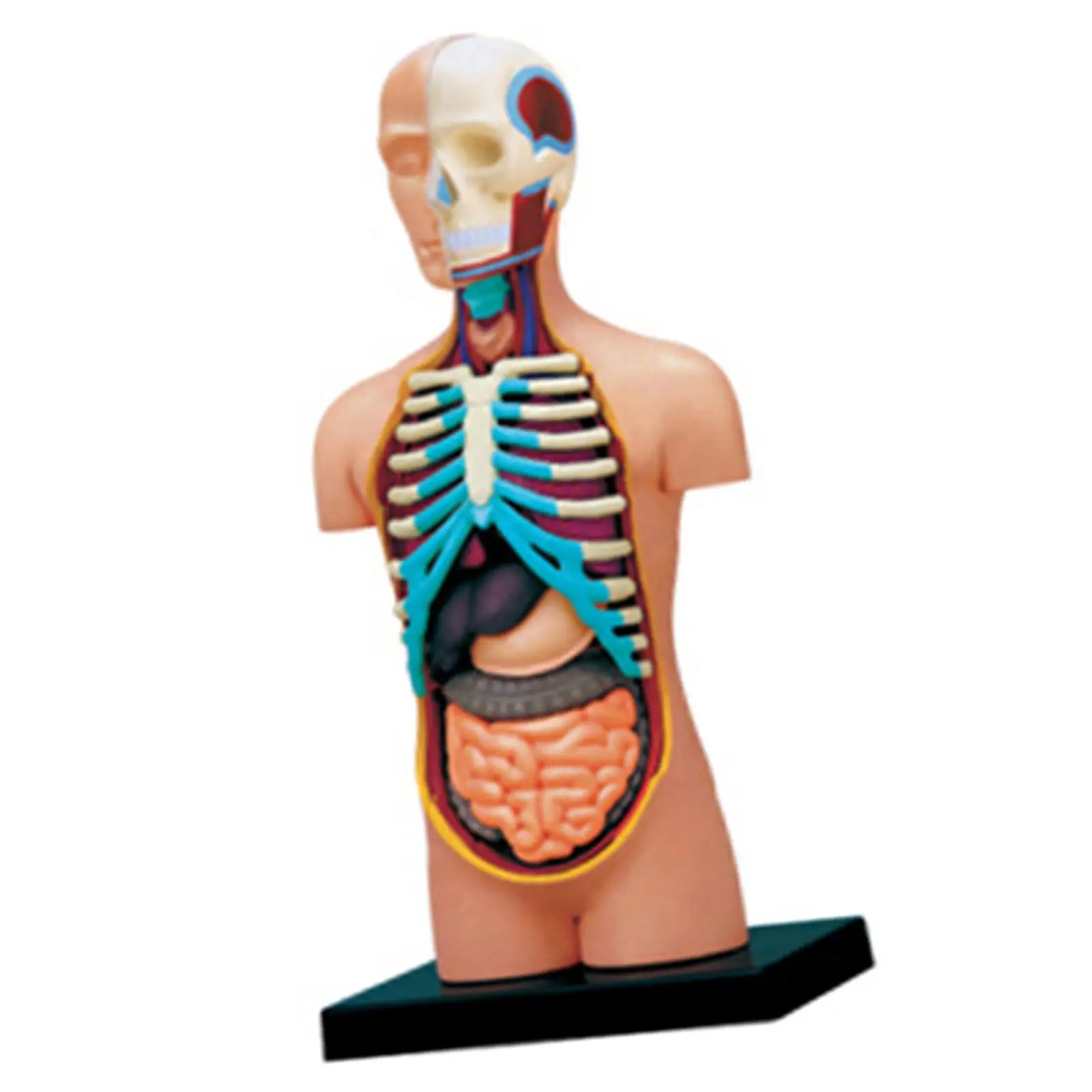 

Montessori Human Body Organ Model Puzzle Assembling Toy, for Birthady Gifts