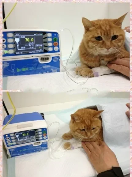 Насос In-fu-sion для Veterinary Vet in-fus-ion pump pet i-nfus-ion