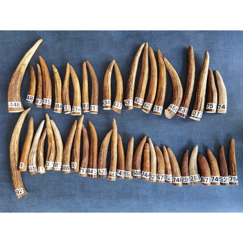 Материал для резьбы из кончика оленьих рогов прочный и высокой плотности
