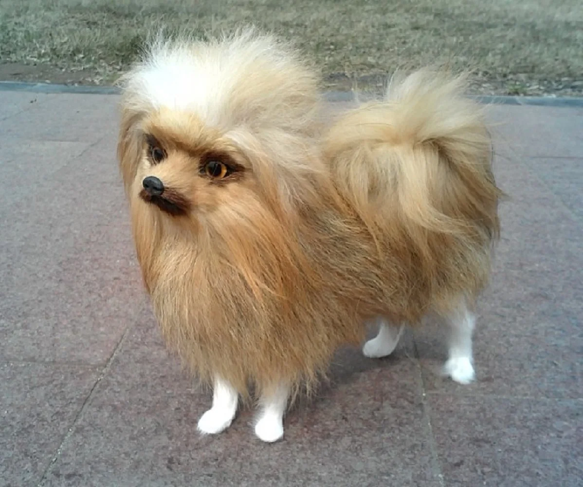

new simulation Pomeranian dog model plastic&fur Pomeranian dog doll gift about 23x20x9cm