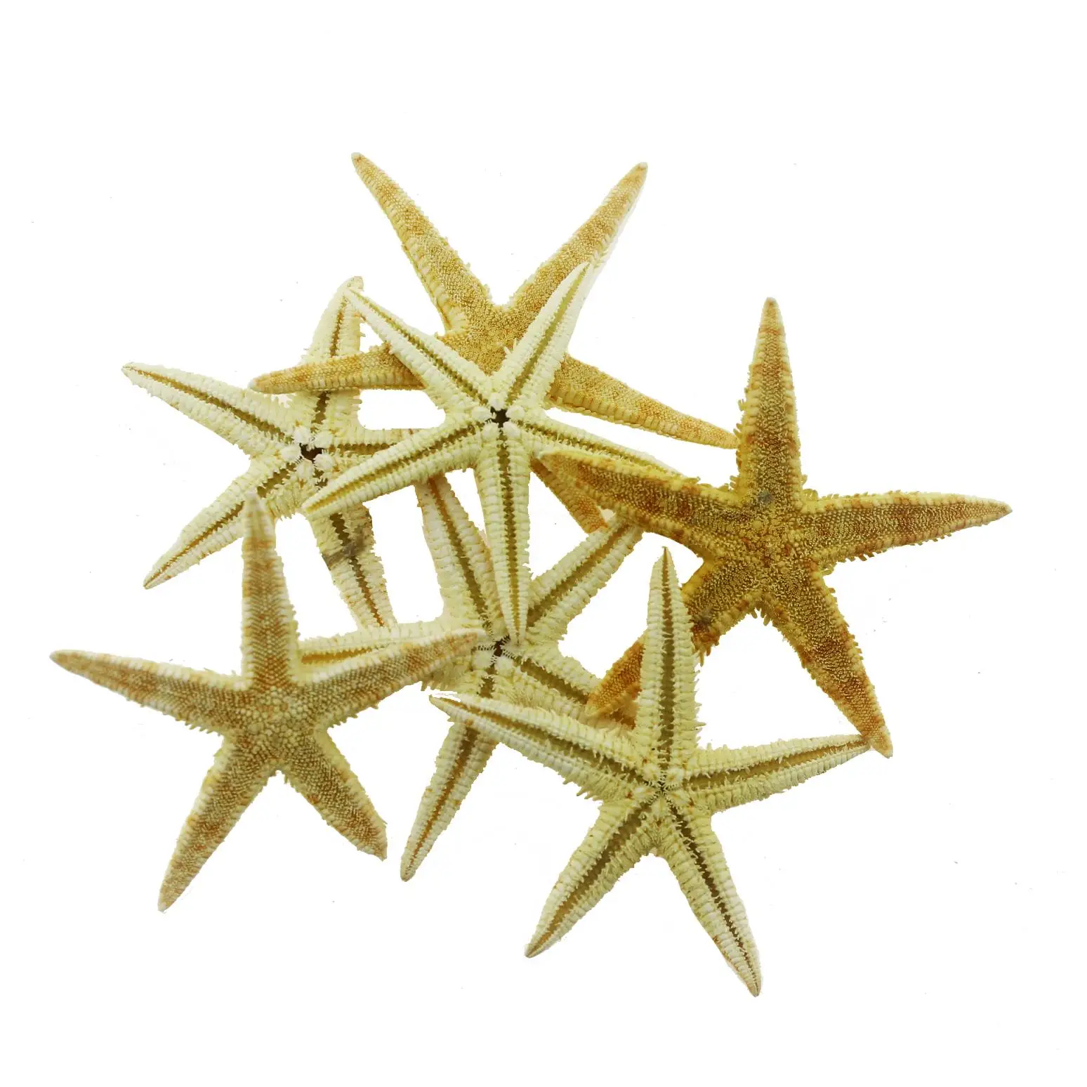

12 Pieces 5.5-6cm Natural Sea Star