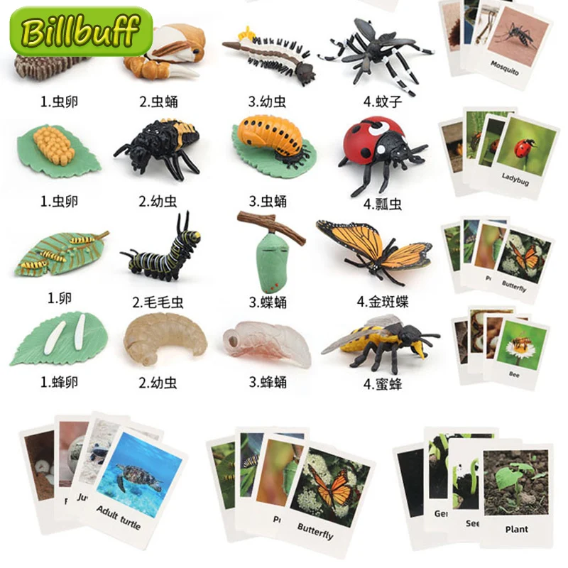 

Моделирование цикл роста животные АБС Божья коровка бабочка жизненные карты фигурки модели обучающие игрушки для детей