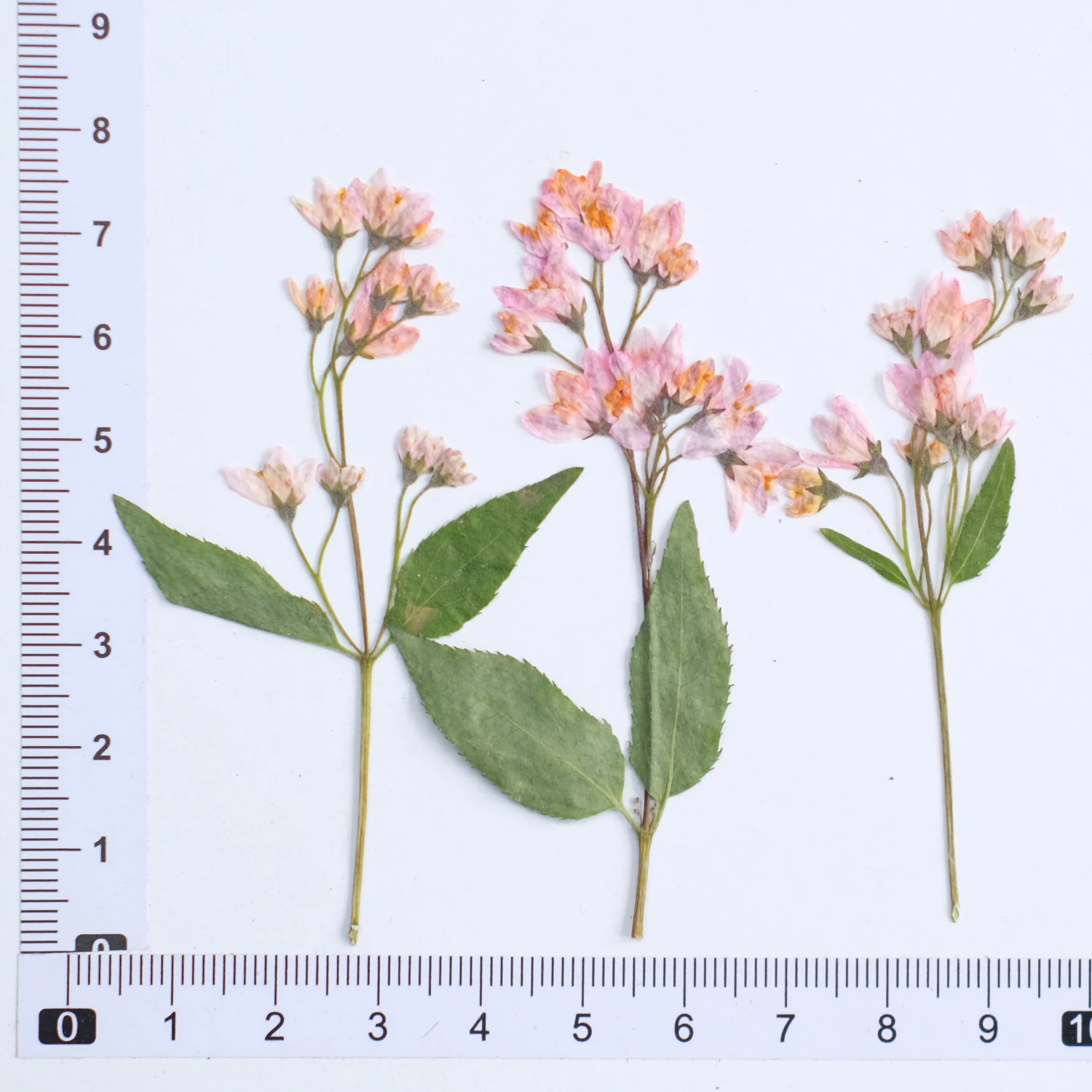 

Сухоцветы NYAConfetti, набор из 12 штук