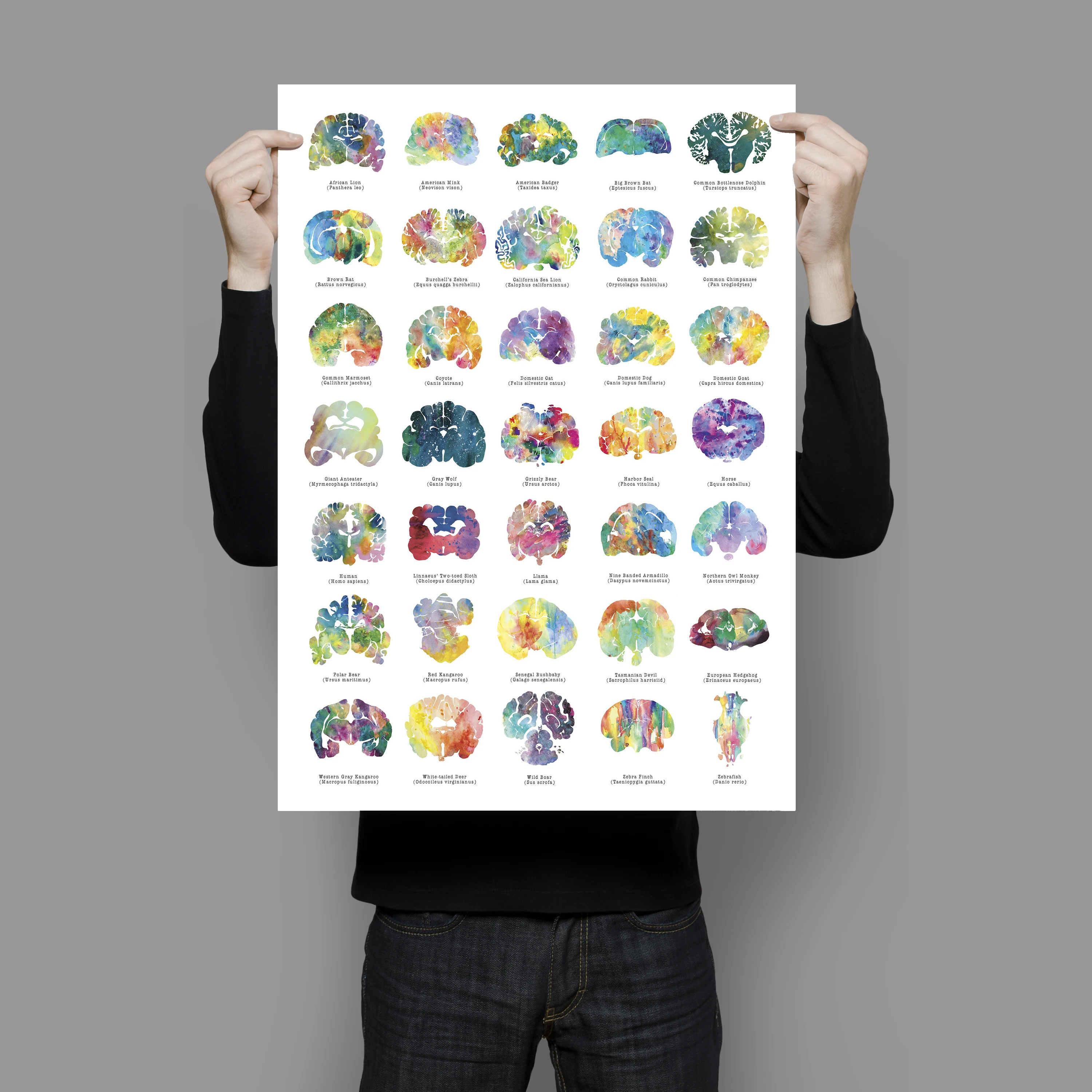 

Animal Brain Poster Colorful Neurology Veterinary and Psychology Wall Decor Poster Print Wall Picture For Living Room Home Decor