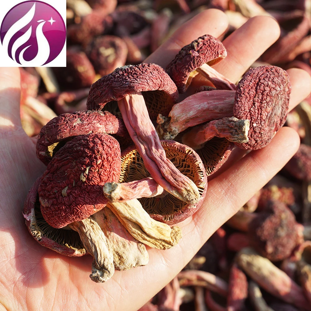 

Authentic Dried Wild Red Mushrooms In Fujian; Native Red Mushrooms