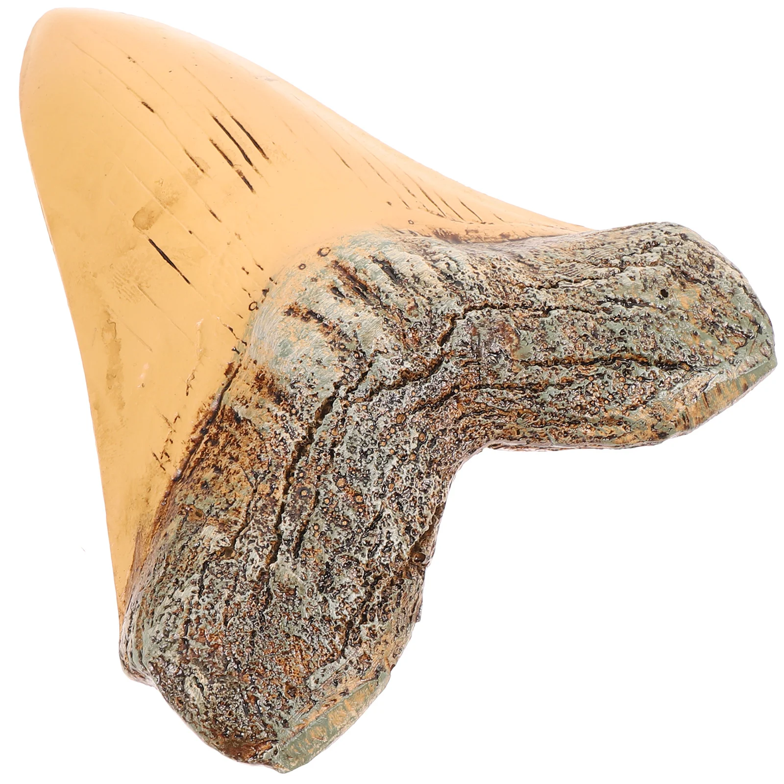 

Realistic Retro Ornament for Fossil Collections Education Purposes