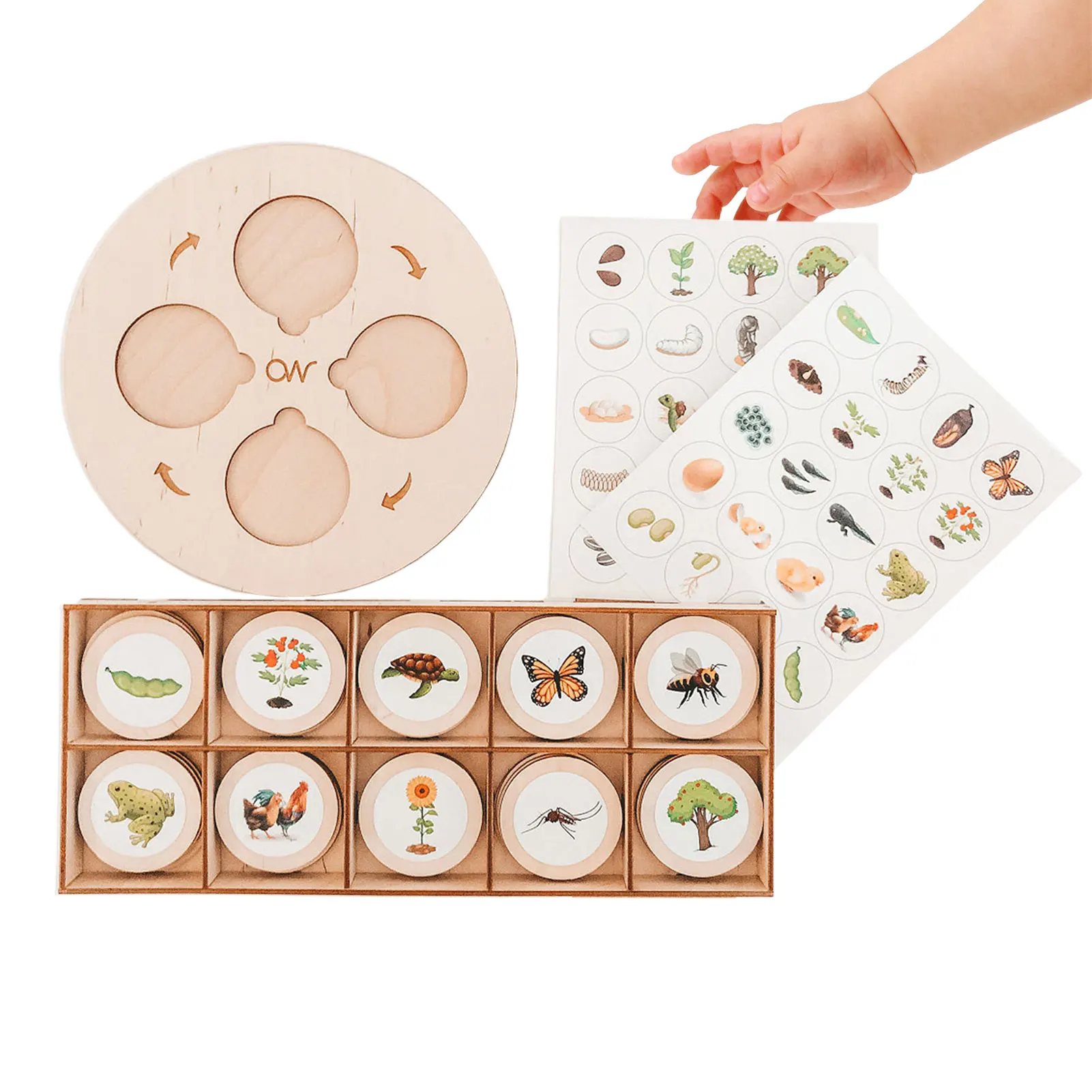 

Life Cycle Puzzle Kit Life Cycle Puzzle Kit Of Animals Plants And Insect Puzzle Gifts Nature Game Teaching Aids Toy For