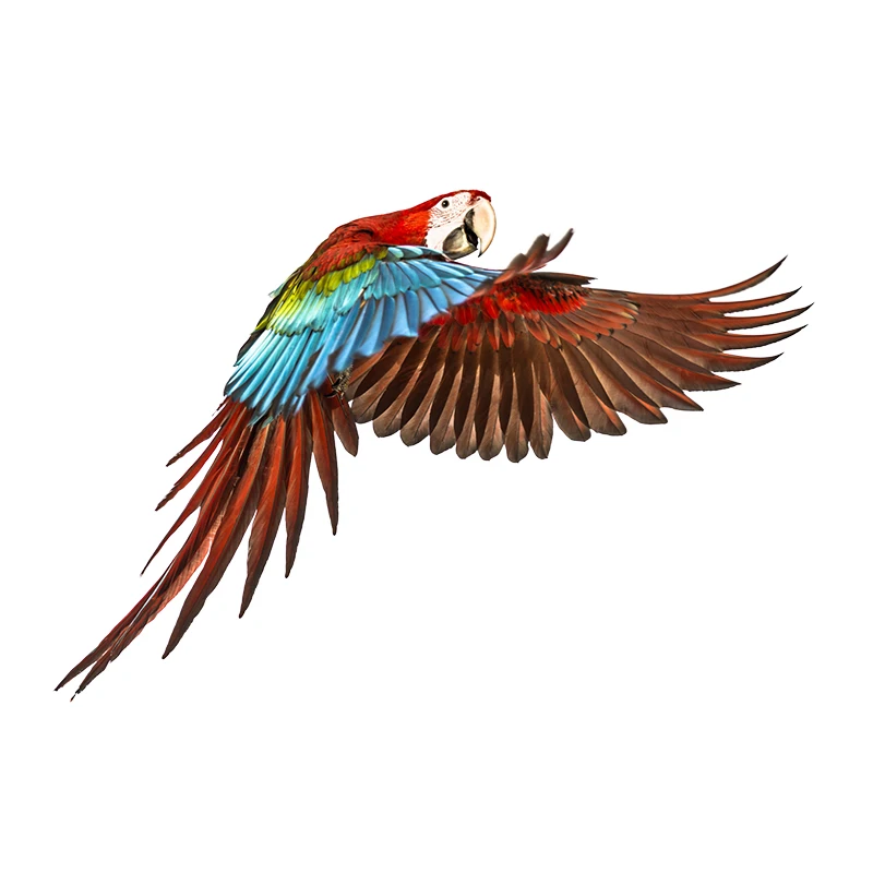 

ПВХ наклейка parrot