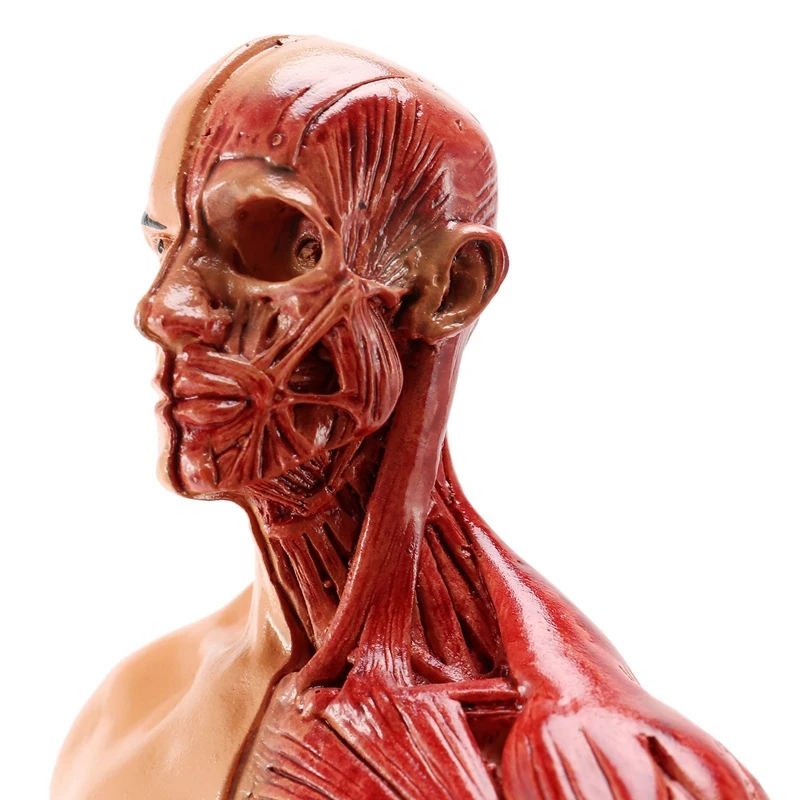1 шт. 30 см скульптор человеческого тела анатомическая модель CG Рисунок со
