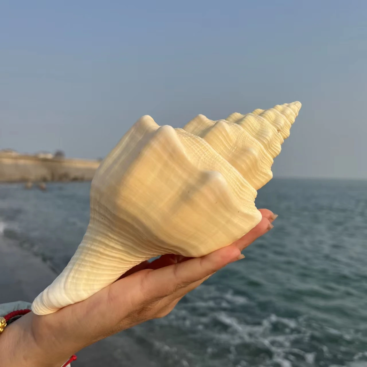 

Ракушка Средиземноморский орнамент материал для фотосъемки научное обучение реквизит мебель офисный орнамент