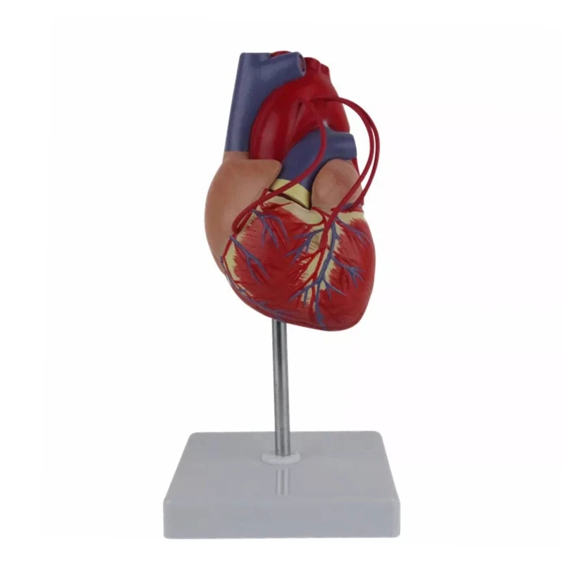 

co231 1:1 Human Heart Model for Cardiology Study Heart Bypass Demonstration