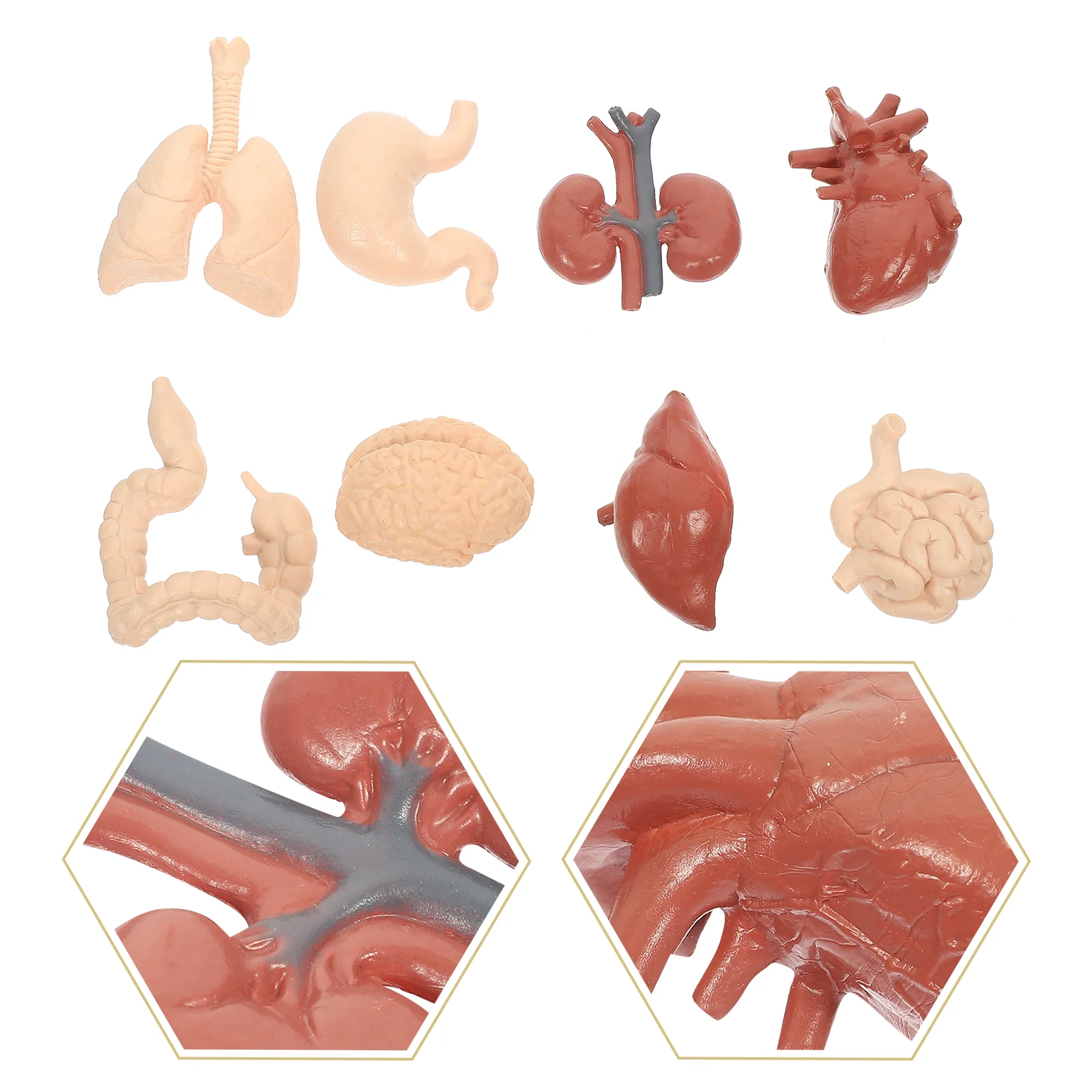 

1 Set Human Internal Organs Human Anatomy Kit Simulation Portable Vivid Useful Organs Models for School Center