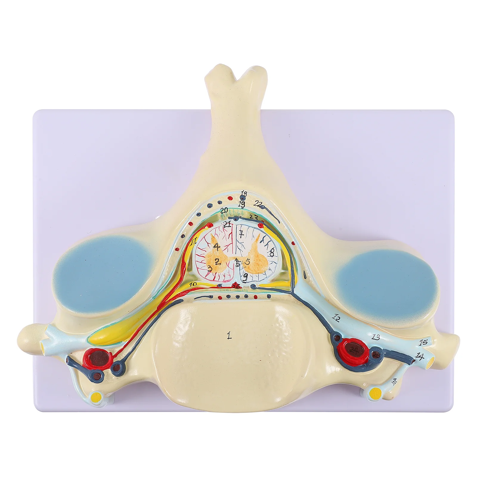 

Spinal Nerve Model Enlarged Cervical Spine Medical Teaching Tool Anatomy Mannequin Demonstration Human Body