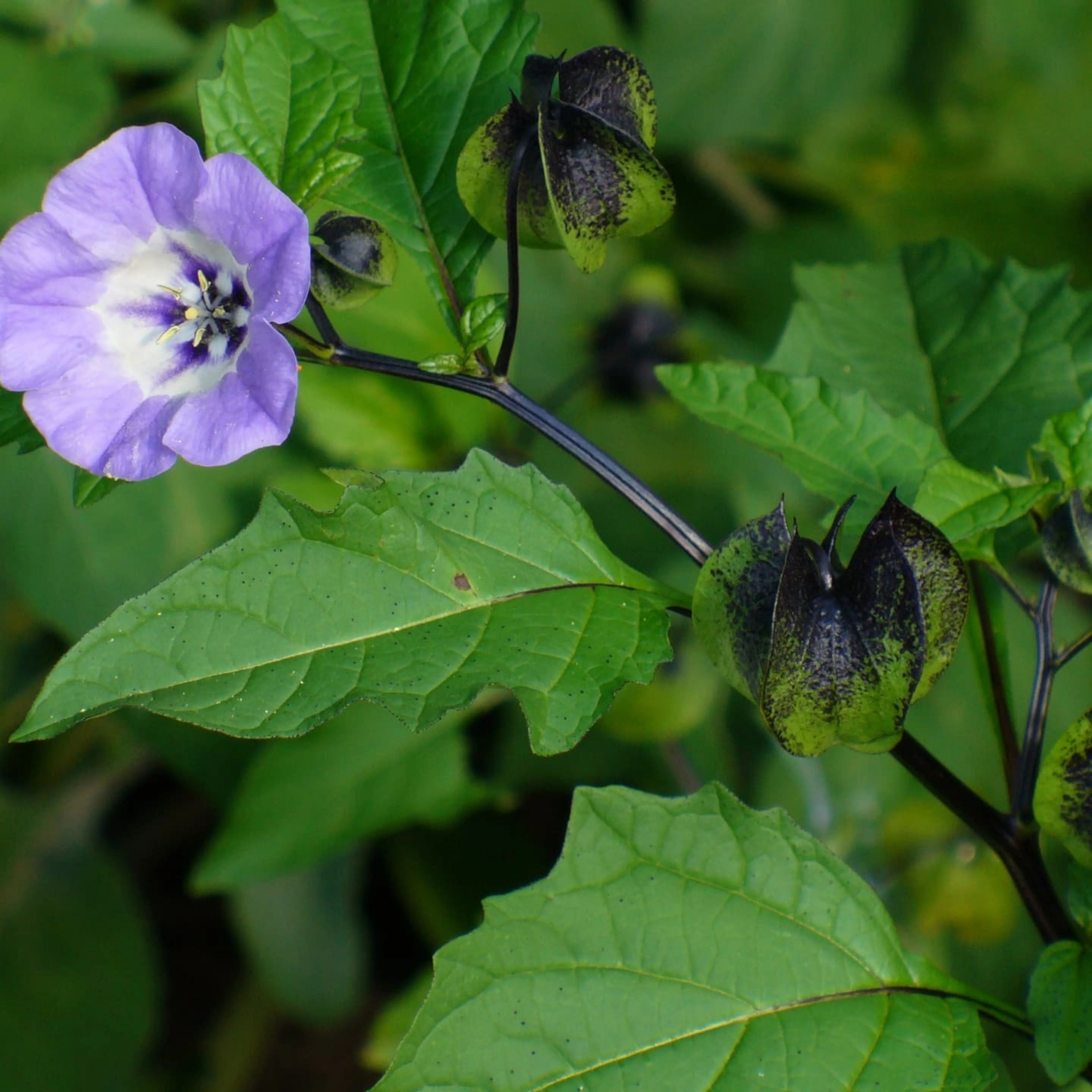 Никандра цветок. Никандра физалисовидная плоды. Цветок никандра физалисовидная. Цветок никандра физалисовидная. Никандра голубая.