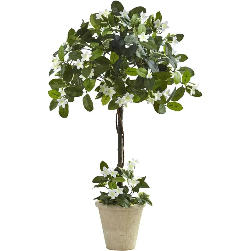 

3 'Stephanotis Topiary, цвет зеленый