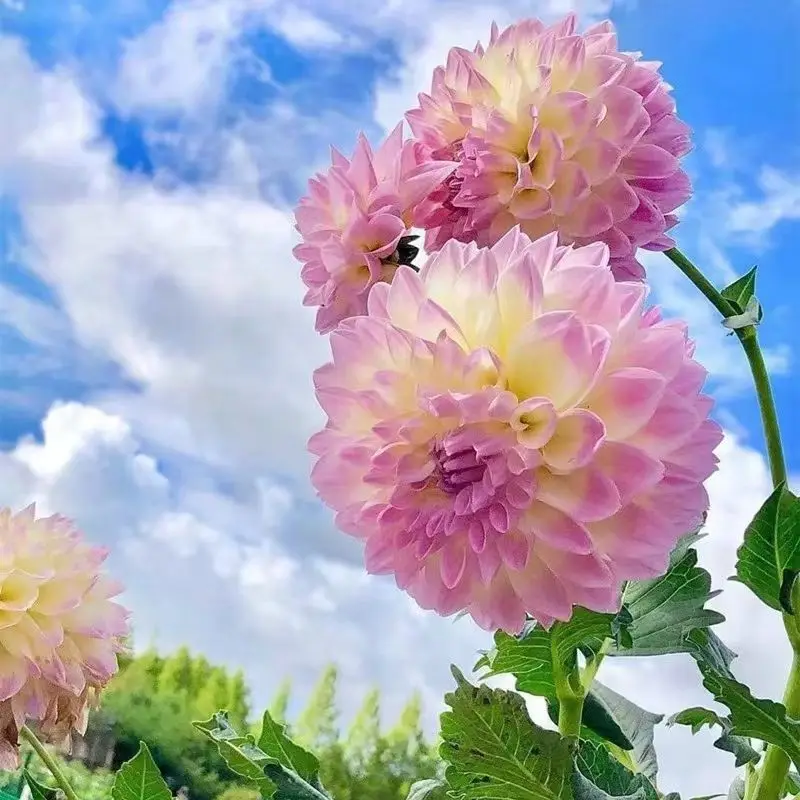 

50PCS " Dahlia " Flower SS