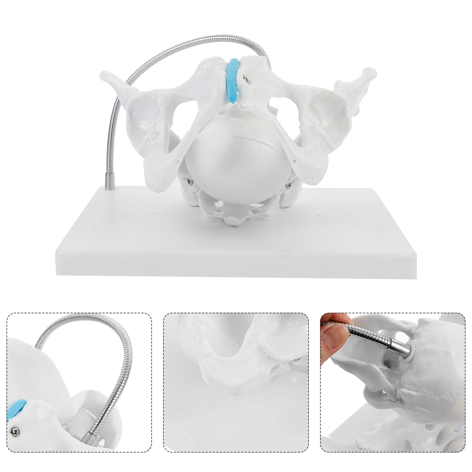 

1pc Pelvis Baby Head Display Model Teaching Female Pelvis Baby Head Model