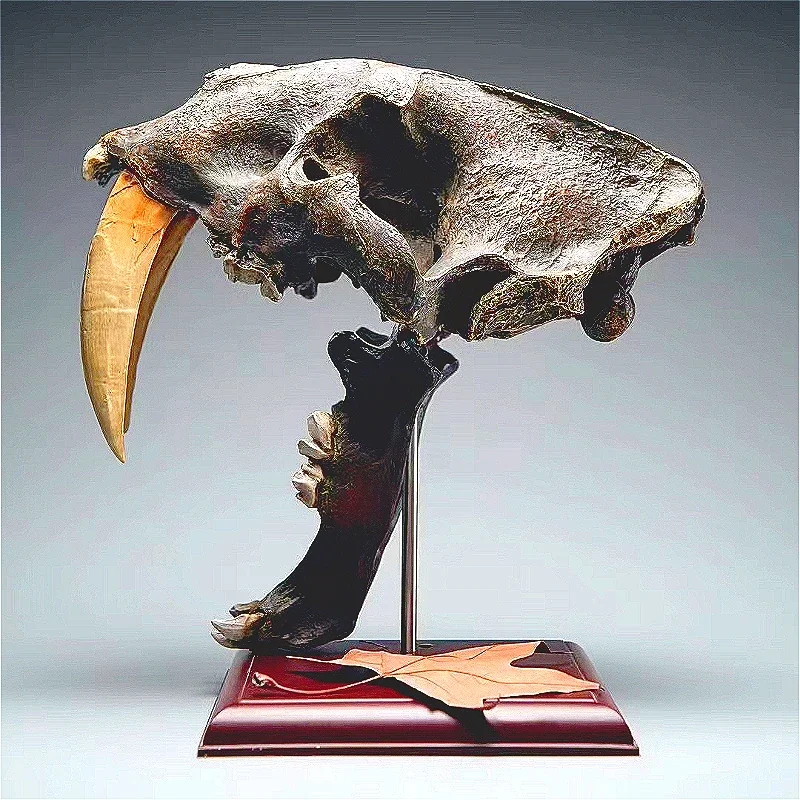 1:1 Скульптура с зубчатым тигровым черепом и клыком реставрационная имитация