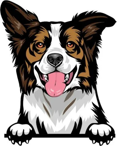 

For (Choc Tri) BORDER COLLIE Peeking DOG Breed Color Wall Window Sticker