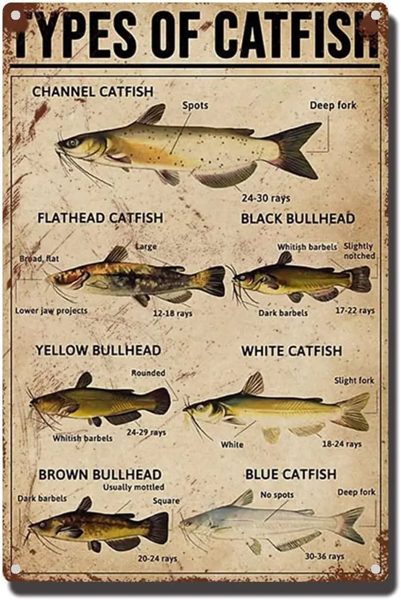 FLFGIDD Оловянная вывеска Типы сома Рыбалка нахлыстом Алюминиевая для кафе Домашний