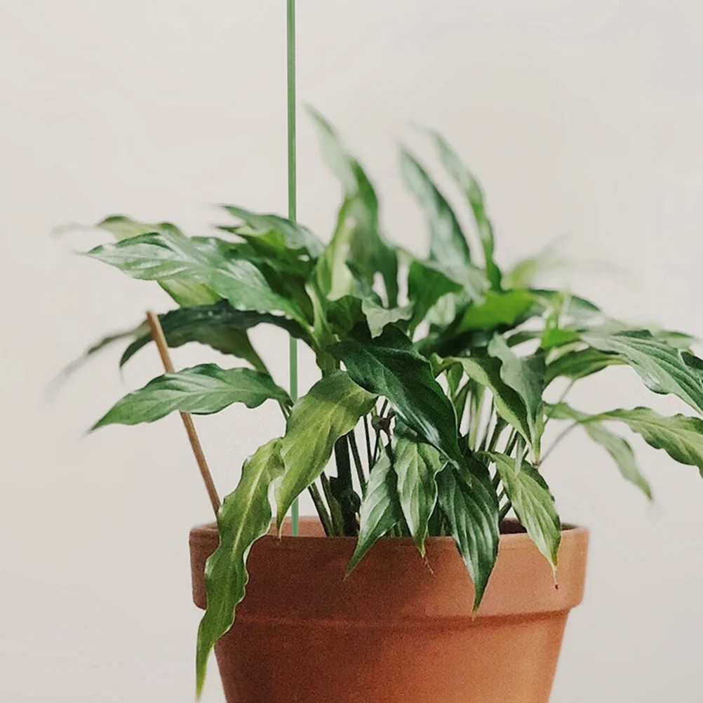 Сочные подставки для фаленопсиса колья комнатных цветов бабочек орхидей