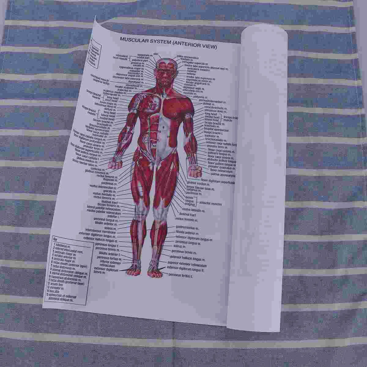 

Draw Core Office Poster Human Anatomy Posters Muscular Anatomical Chart Body