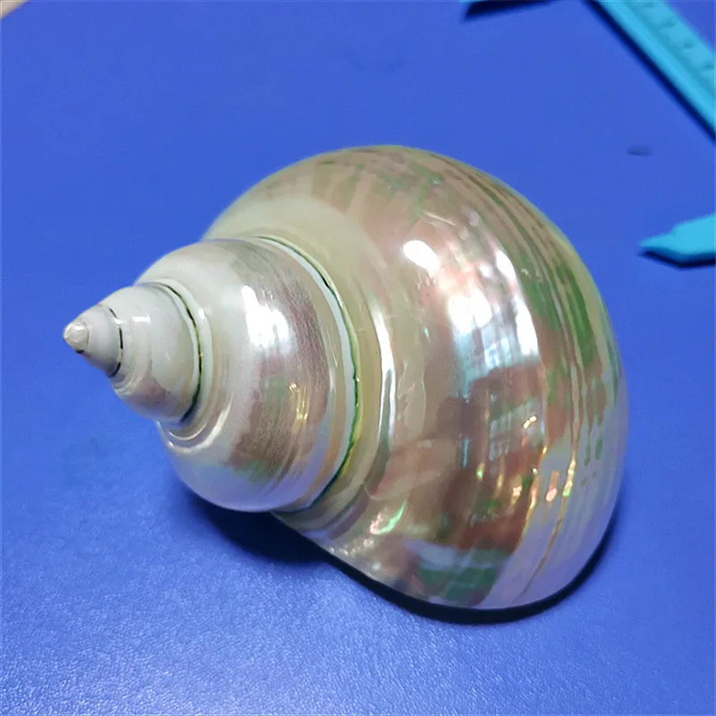 

Зеленая полосатая раковина-отшельник