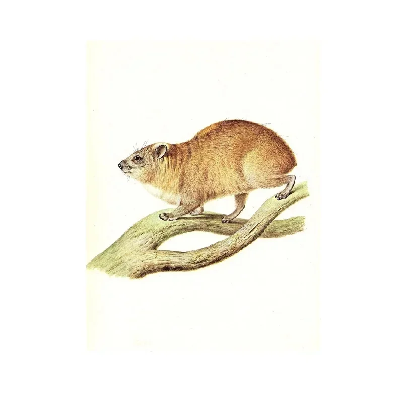 ВИНТАЖНЫЙ Древесины ГИРАКС 1977 года великолепный цвет постер на холсте с принтом