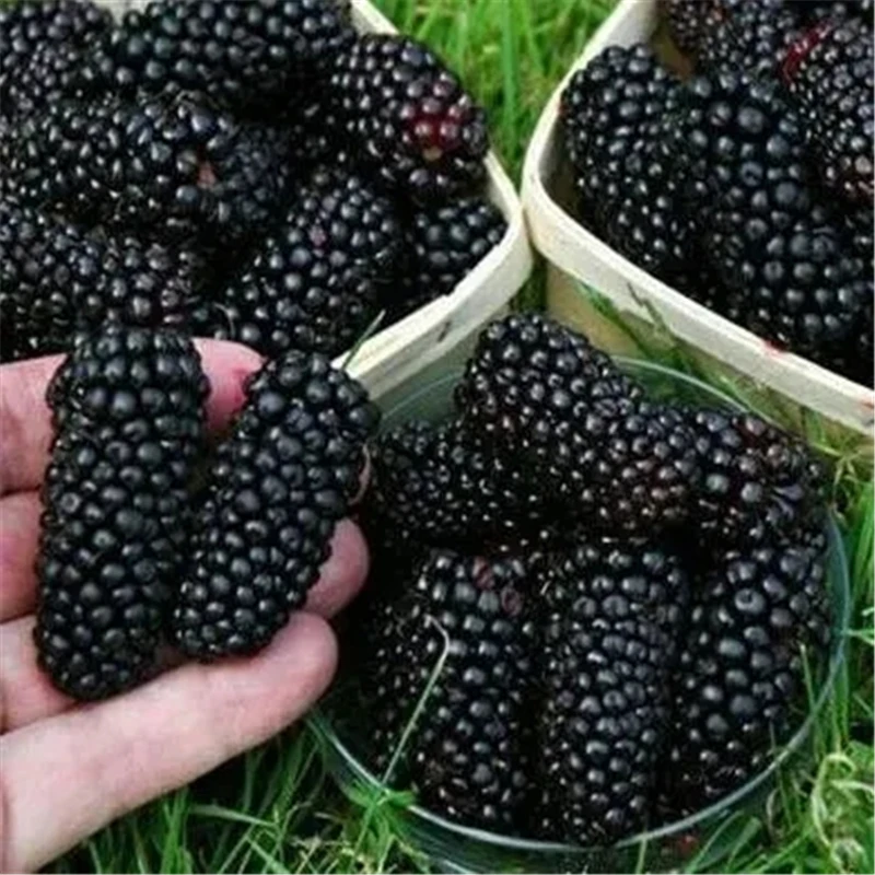 

Blackberry 100 шт., садовый пейзаж