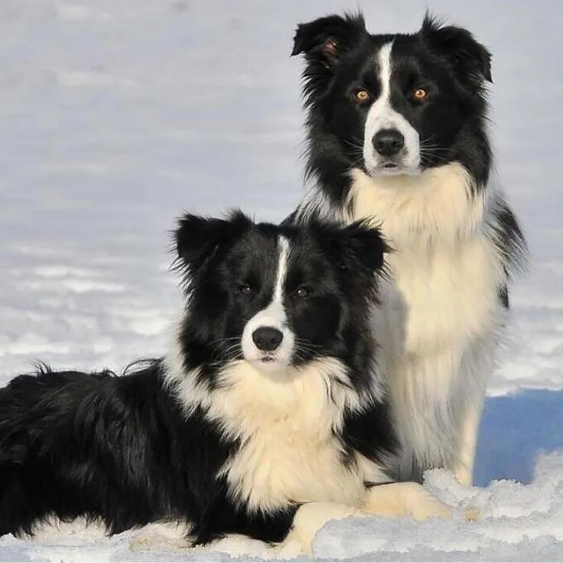 

Full Round Drill Diamond Embroidery Border Collie Cross Stitch 5D Diy Diamond Painting Black Dog 5d diamond painting