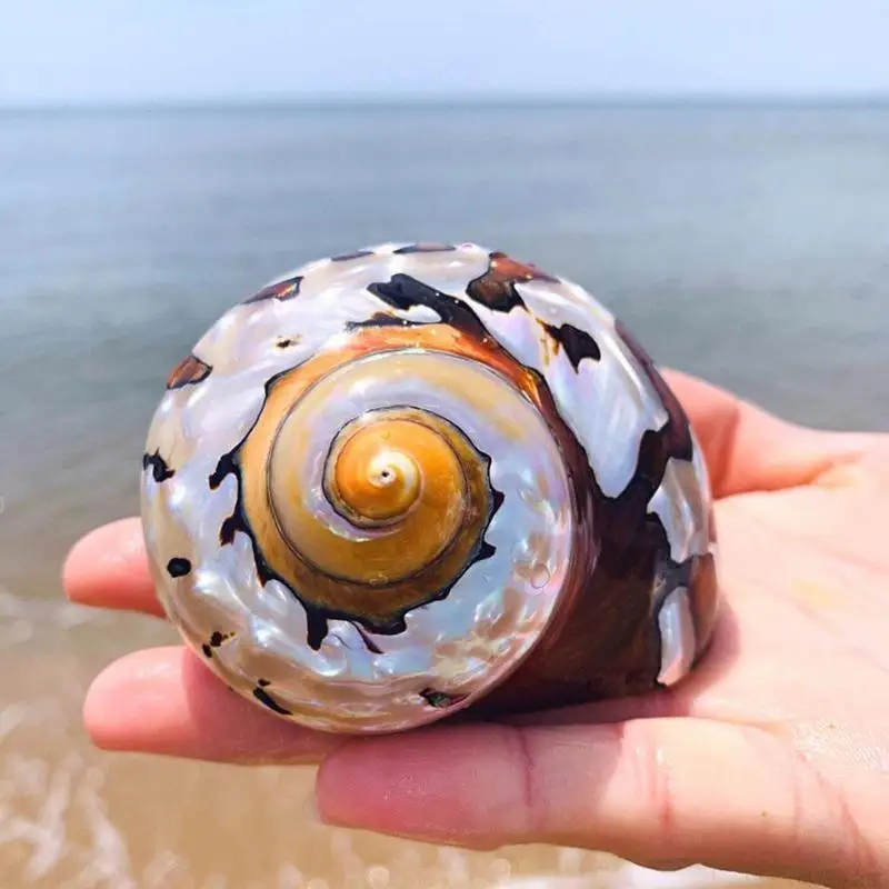 

1pc 8-9cm Natural South African Snail Pearly Big Screw Conch Ornaments Mediterranean S Aquarium Coral Collectibl X8d2