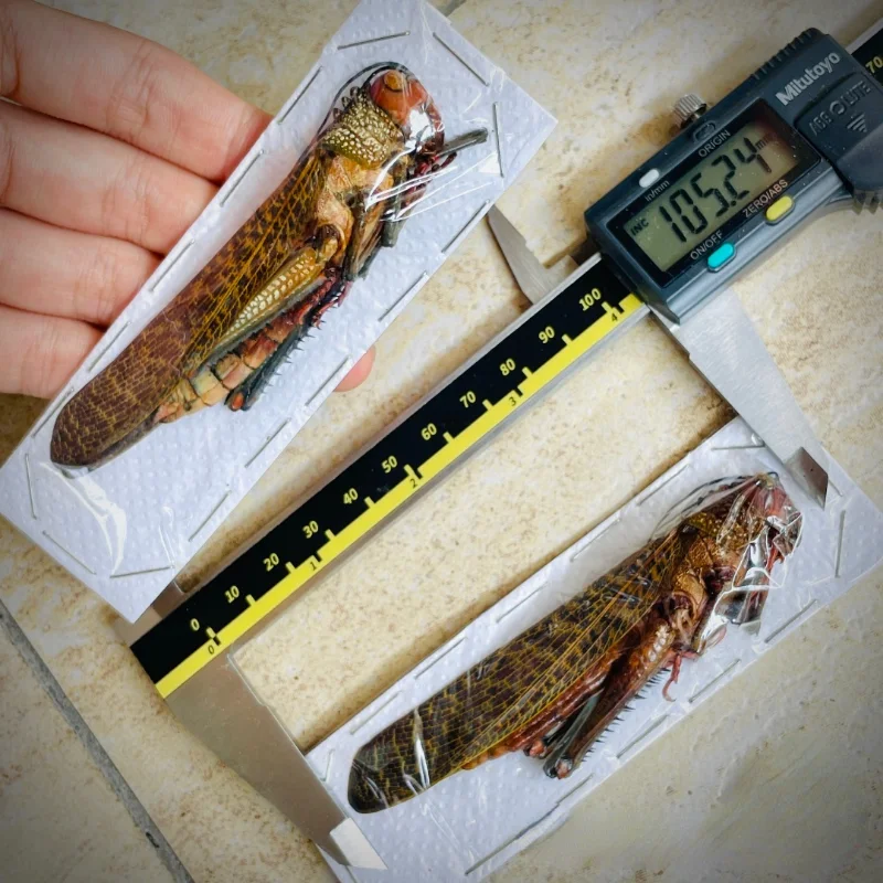 Тропидакрис Кристальный образец diy коллекция художественных изделий аксессуары