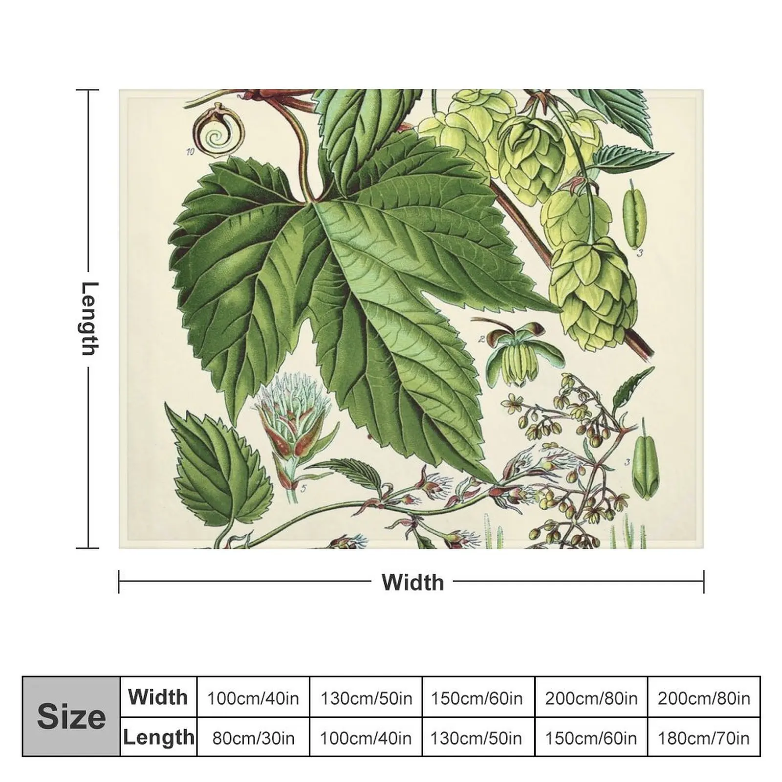 Humulus lupulus (обычный хоп или хмель)-винтажное растительное иллюстрационное