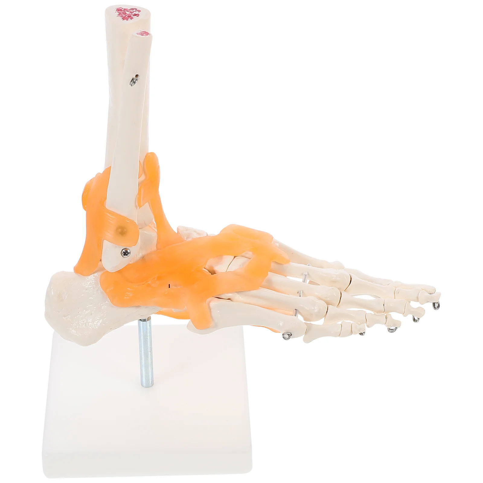 

Human Body Model Mannequin Foot Base Joint Ligaments Tool Articulated Joints Pvc