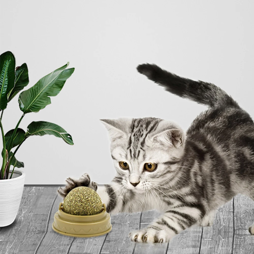 Кошка и кошачья мята. Кошачья мята котятам можно. Мята кошачья альпийские луга 20 гр. Перечная мята для котов. Кошачья мята.