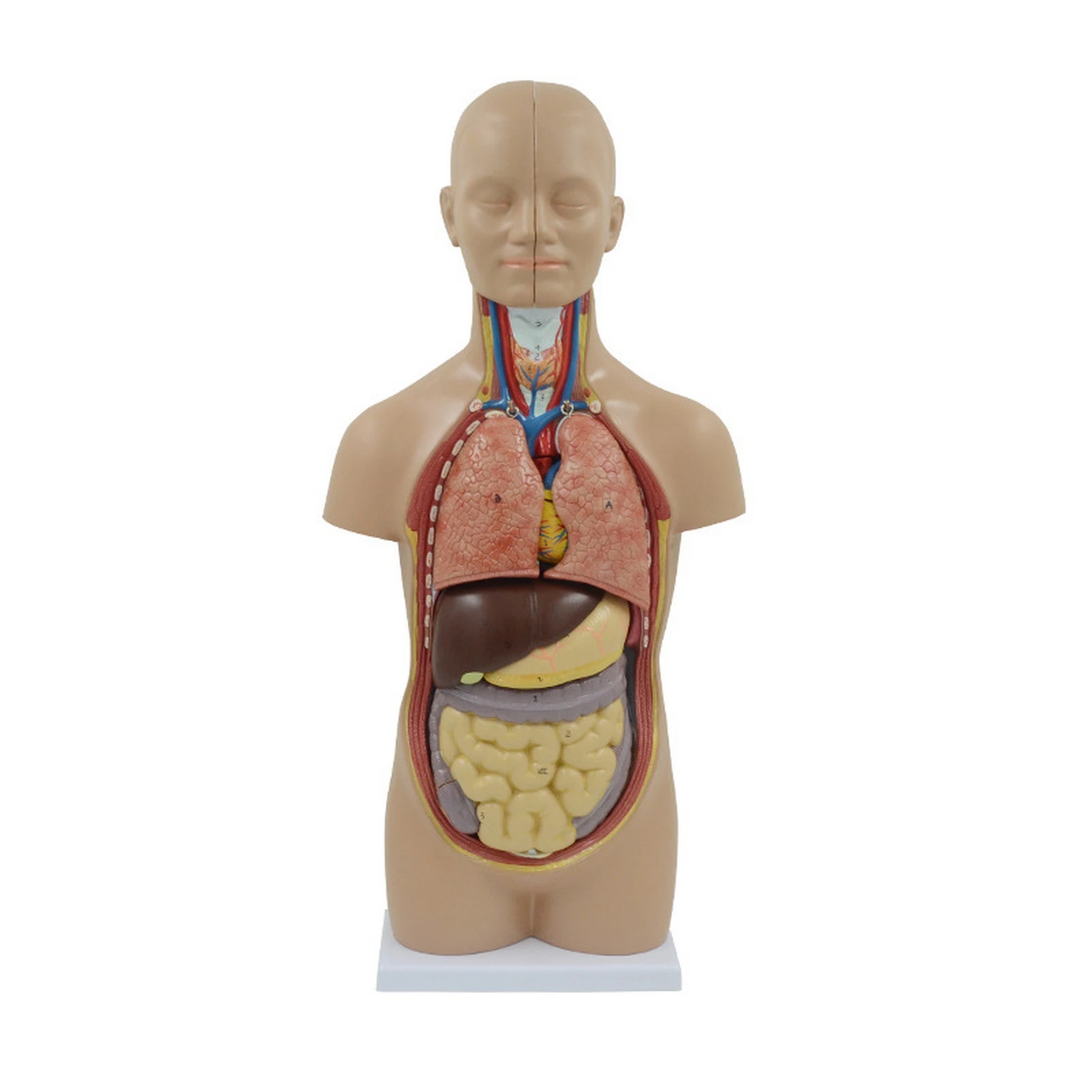 

12 Detachable Human Organ Models 4D Anatomical Assembled Model Human Organs for Training Medical Display