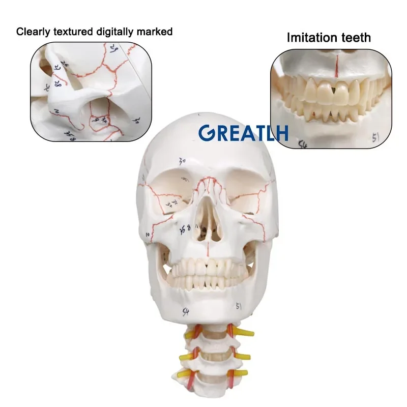 klaszka 1:1 model ludzkiej czaszki z modelem anatomicznym kręgu szyjnego naturalne artykuły medyczne naturalnej wielkości