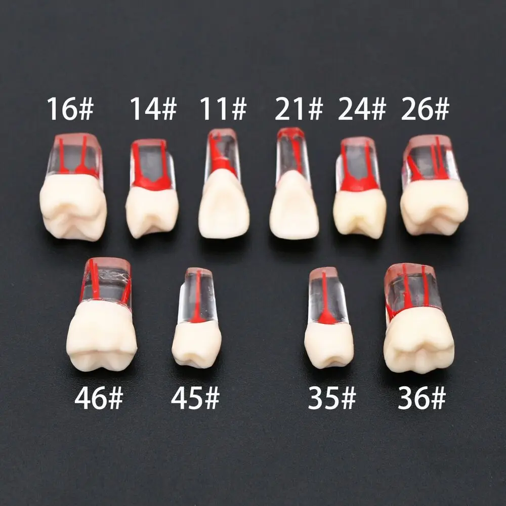 

5PCS Dental Endodontic RCT Root Canal Practice Model Pulp Files Practise Blocks Study