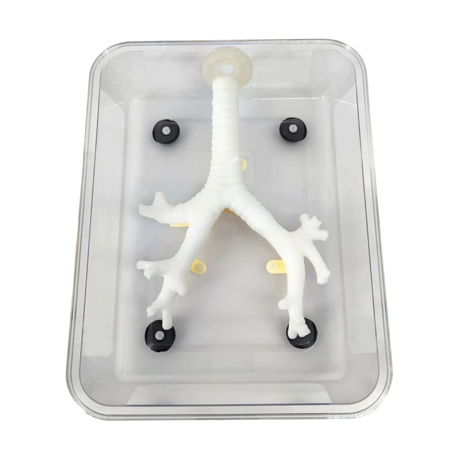 KyrenMed тренировочный симулятор бронхоскопии волокнистая Бронхоскопия вторичная