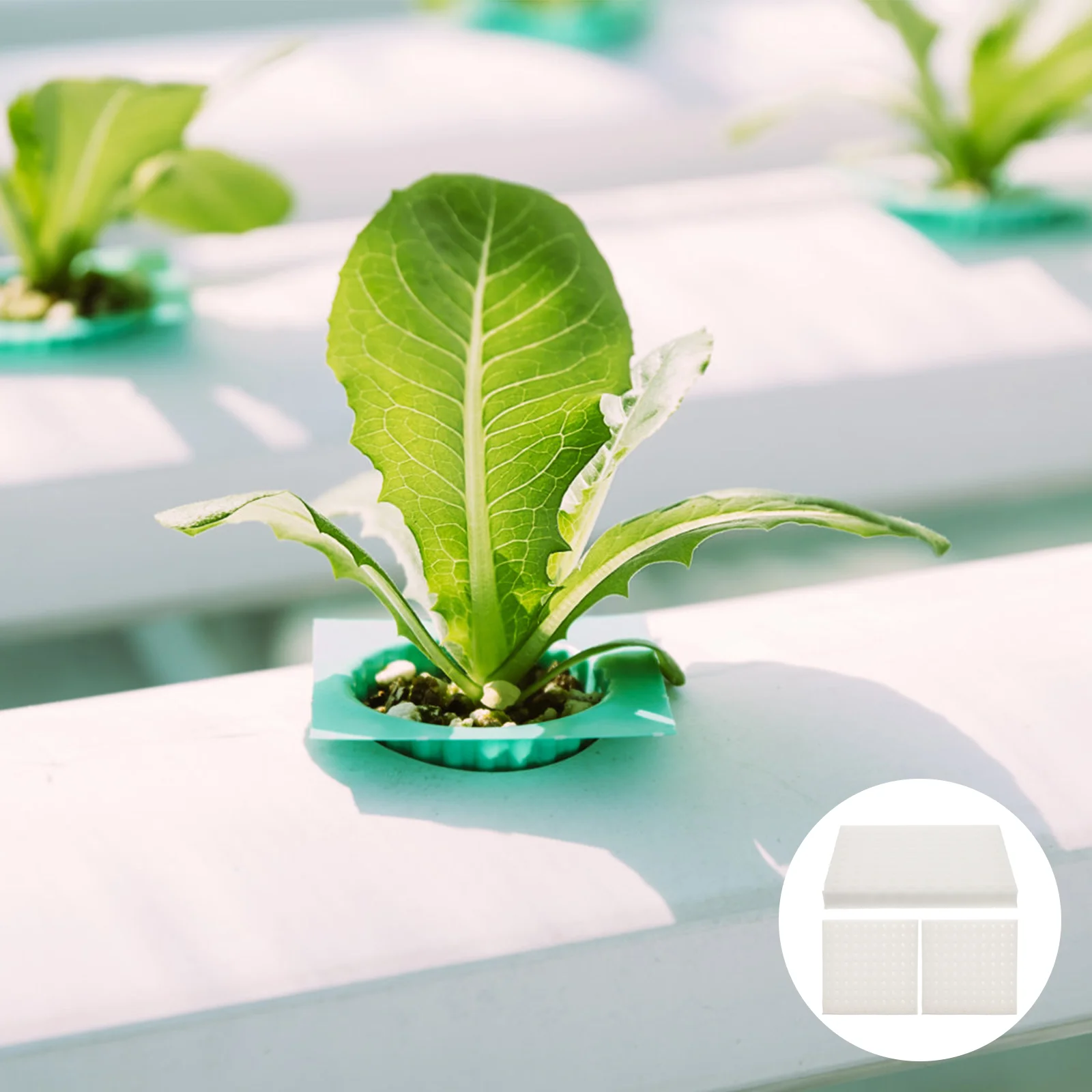 

Tray Sponge Vegetable Soilless Planting Sprouter Gardening Tools Cultivation Hydroponic Wheatgrass Grower