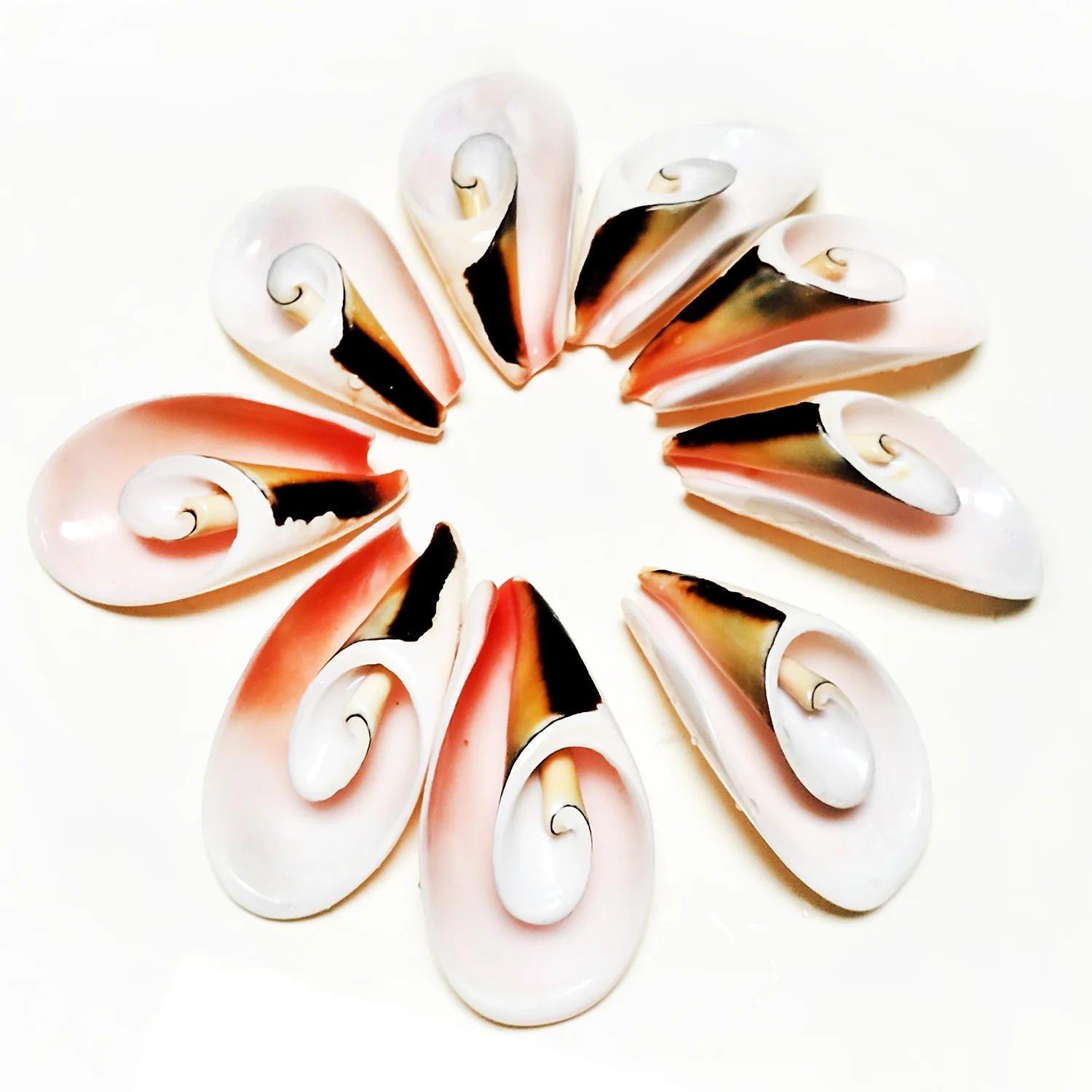 10 шт. натуральные спиральные ракушки бусины пляжные подвески в виде ракушек