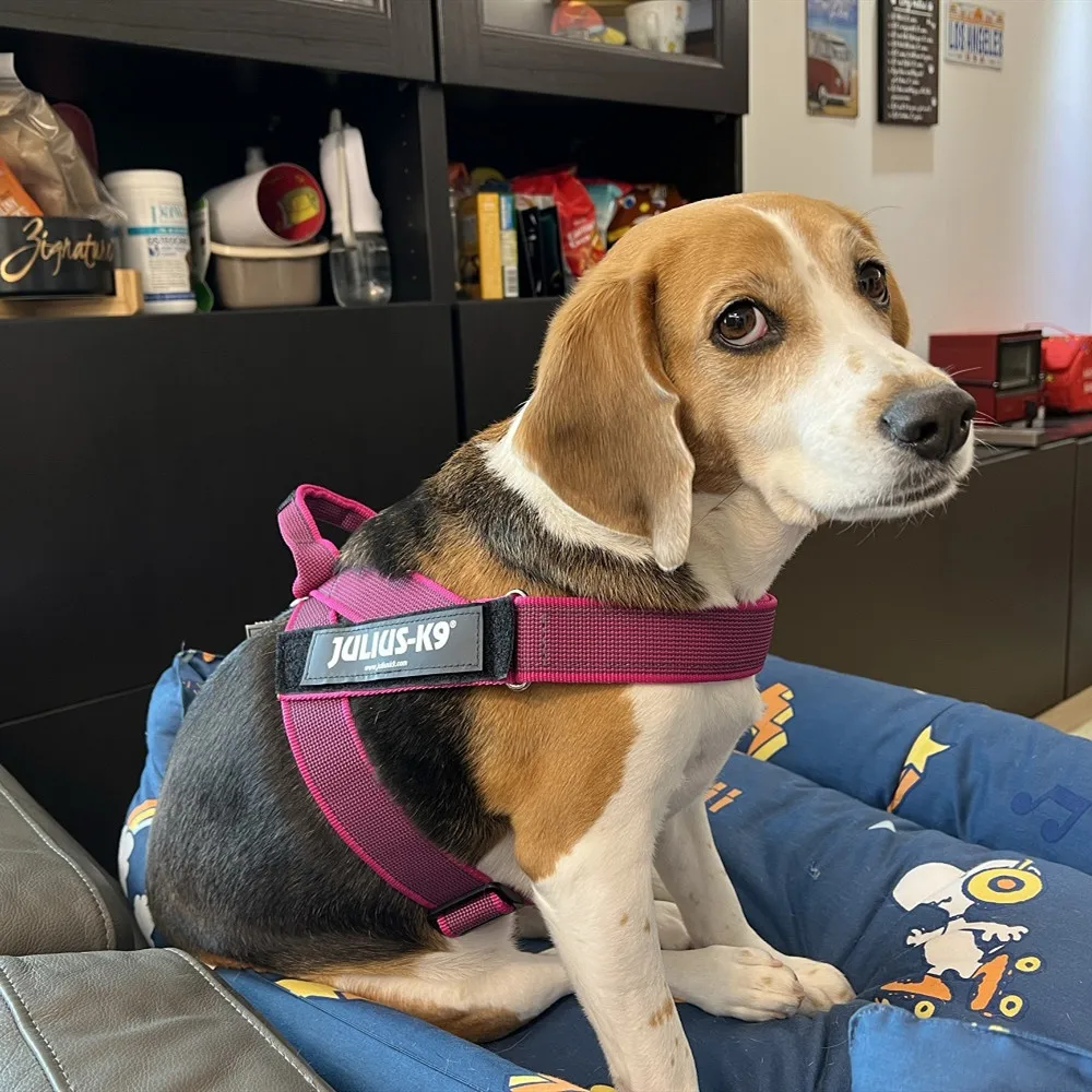 

JULIUS K9 летняя жилетка для собак