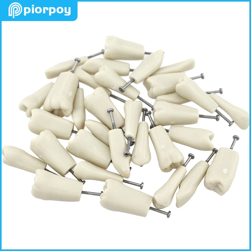 10 Pcs Dental Typodont Teeth Model Practice Individual Replacement Screw-in Tooth Compatible Nissin Dentist Teaching Accessories