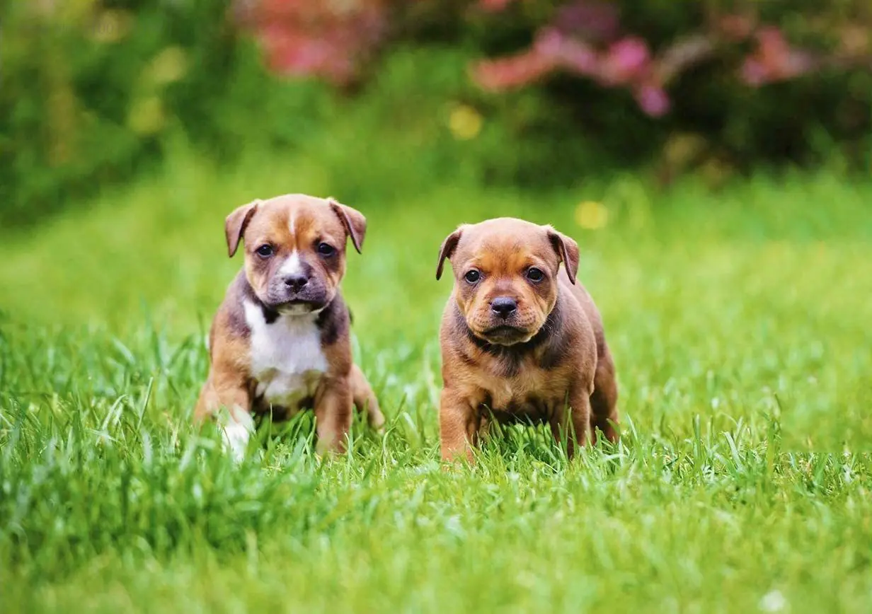 

Милые постеры стаффи бультерьер собака мопса жестяной знак металлическое искусство праздничное украшение для улицы искусственное украшен...