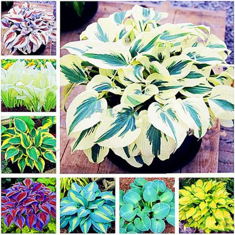 Нефритовая заколка для волос цветы ароматерапия ароматные - Цена: 1.46